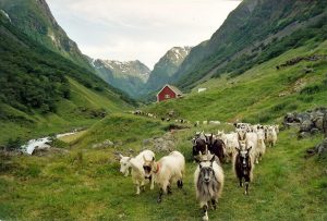 Undredal Stølsysteri